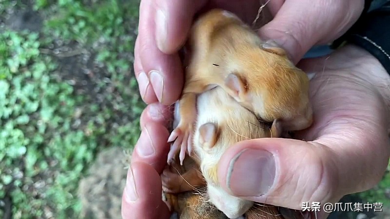 宠物松鼠当妈妈了，好心帮它清理小窝，它却把松鼠宝宝扔了？