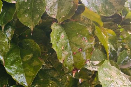 幸福树叶子发黄焦枯了怎么办,幸福树叶边发黑焦枯怎么办