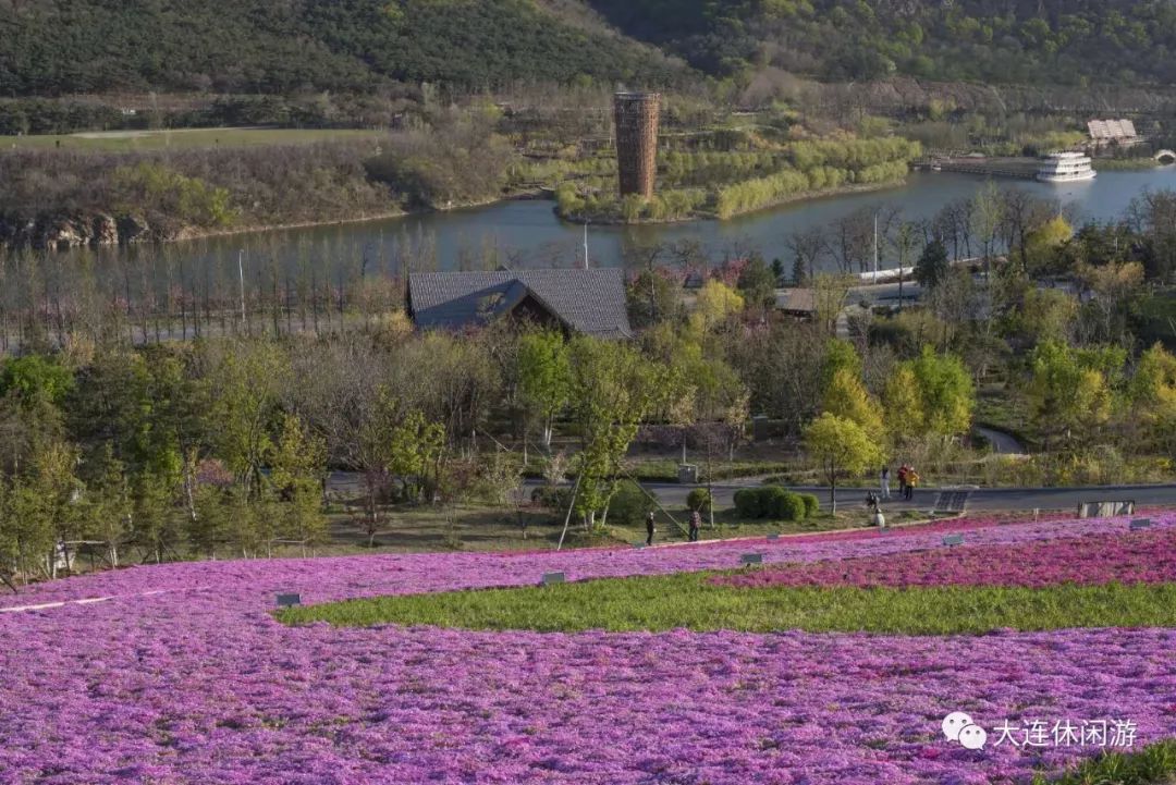 大连附近哪里有花海,大连一片花海