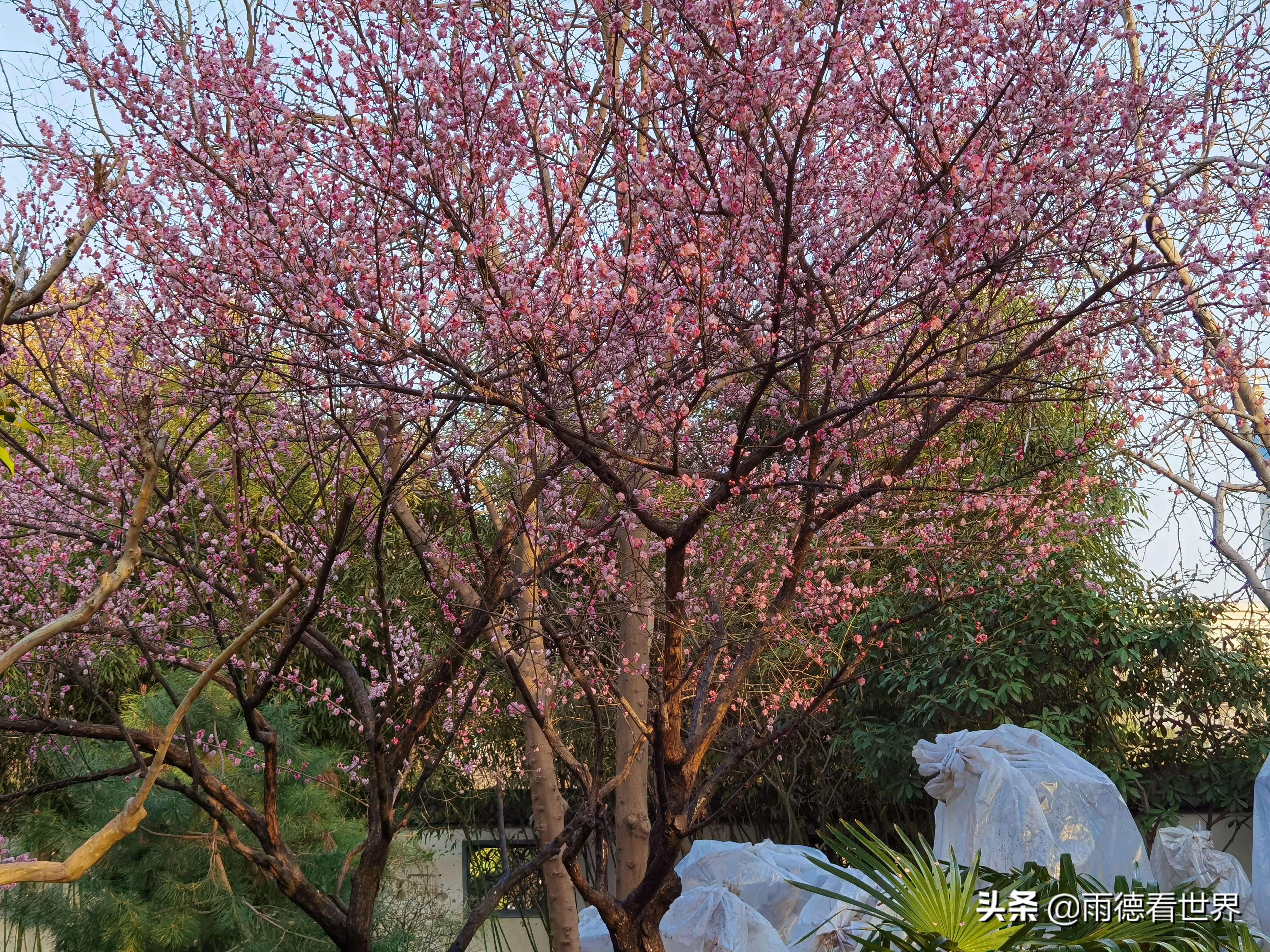 关于郑州园博园评价,郑州园博园离黄帝千古情多远
