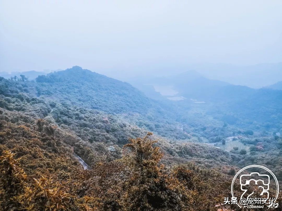 广州南沙黄山鲁森林公园攻略,广州附近可以带宠物的旅游景点