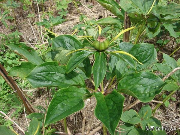 公认十大抗癌中草药,抗癌中药重楼的功效