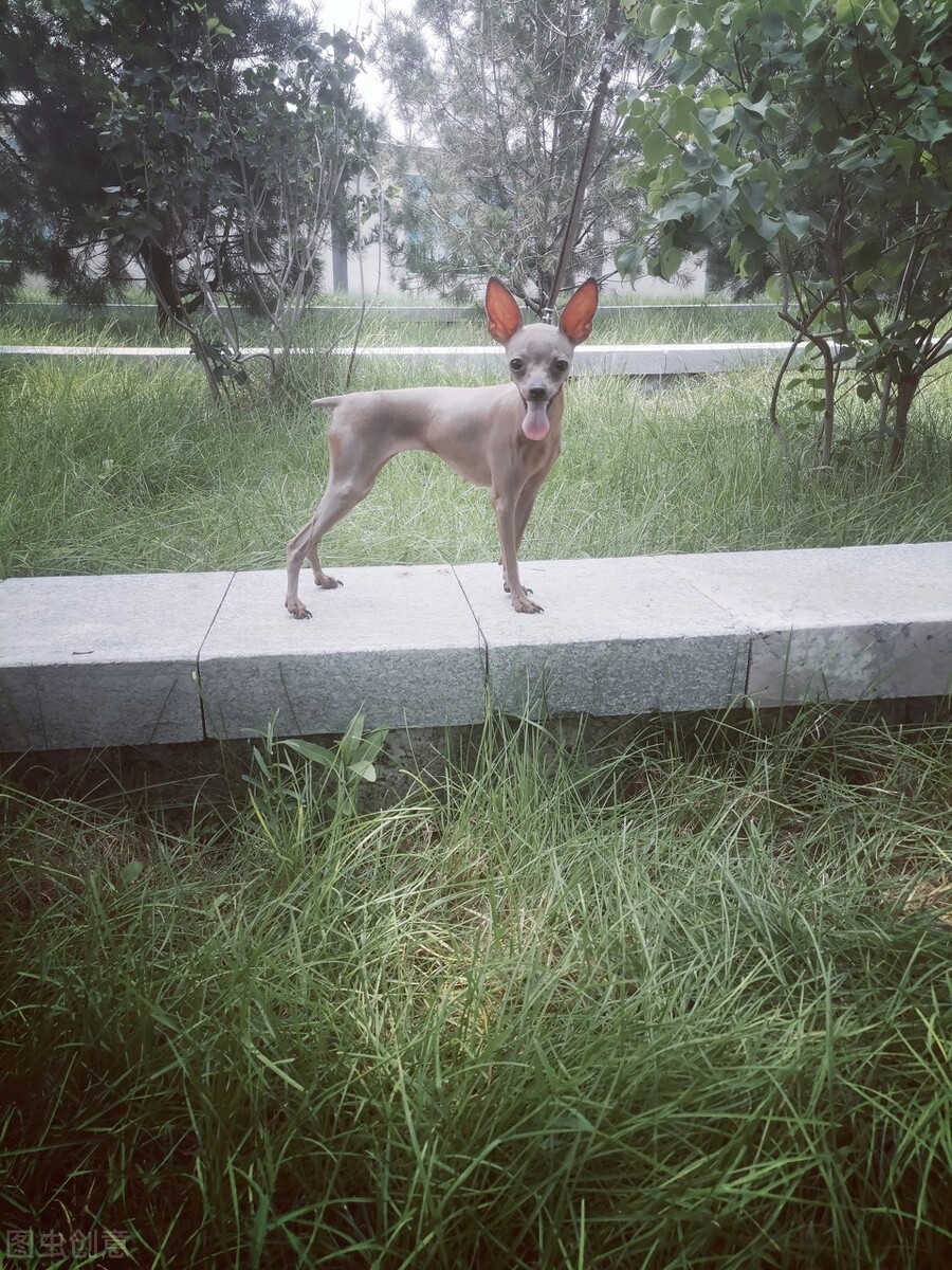 小鹿犬的训练方法,如何训练6个月的小鹿犬