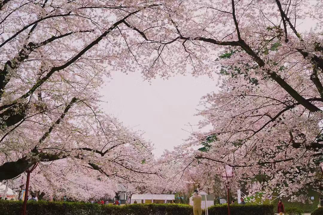动漫樱花有什么含义,日本动漫中樱花文化