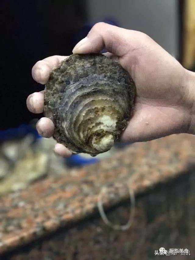 世界公认十大海鲜,全球顶级海鲜食材大赏