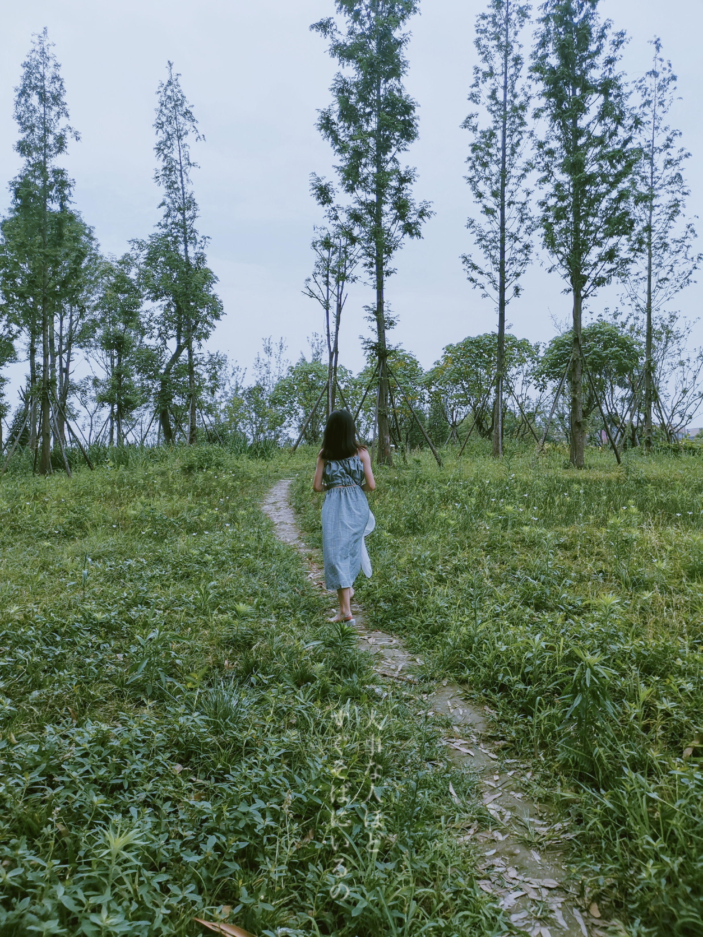 向日葵花海成都8月,成都向日葵花海几月有花