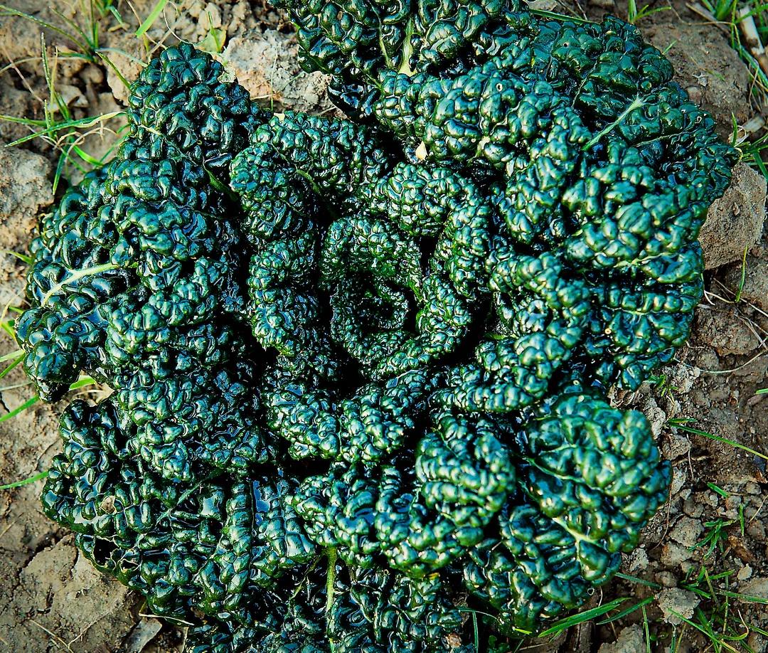 随州十大必买特产,随州特产三宝