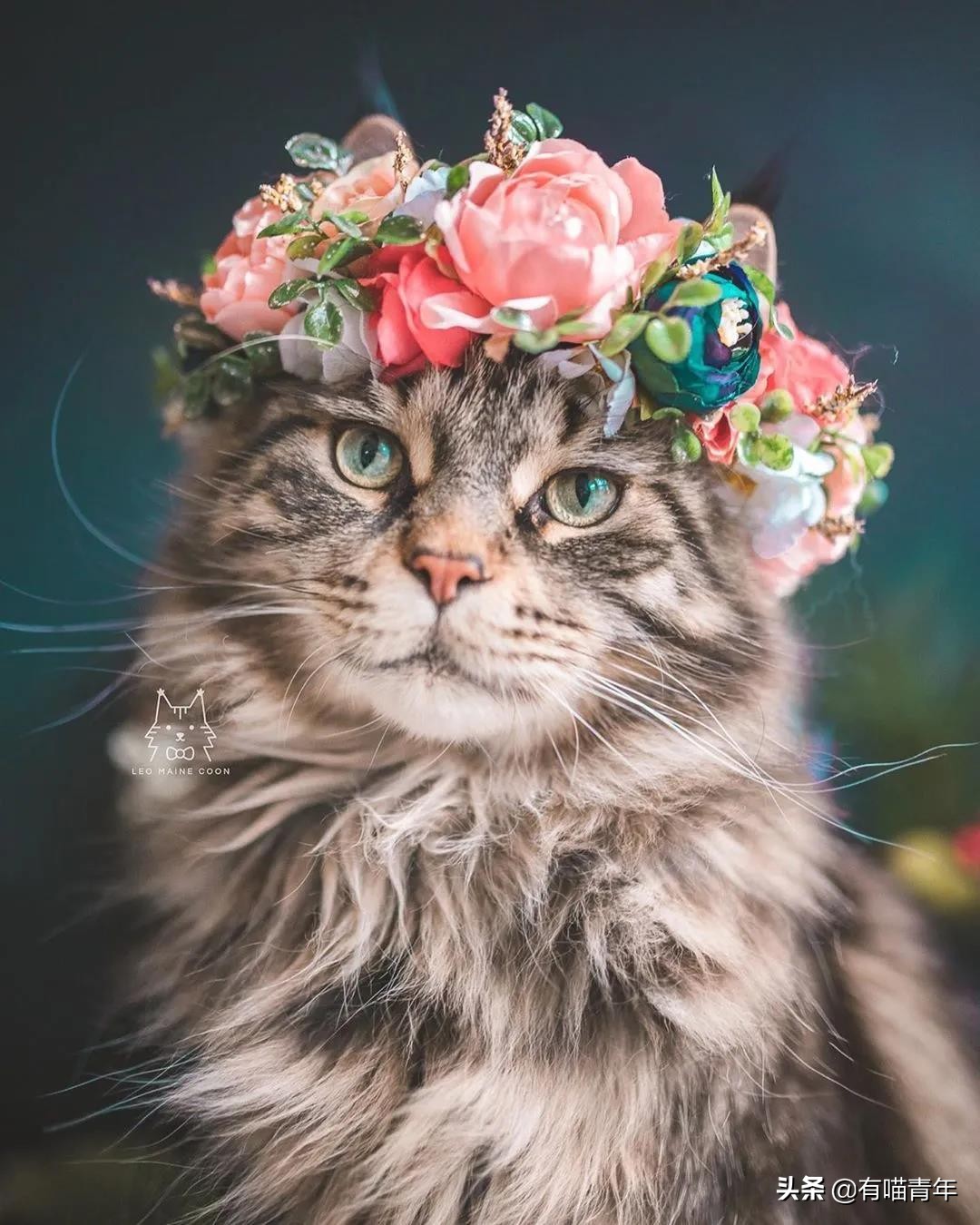 缅因猫看着很吓人但是很温柔,缅因猫真的有20万一只么