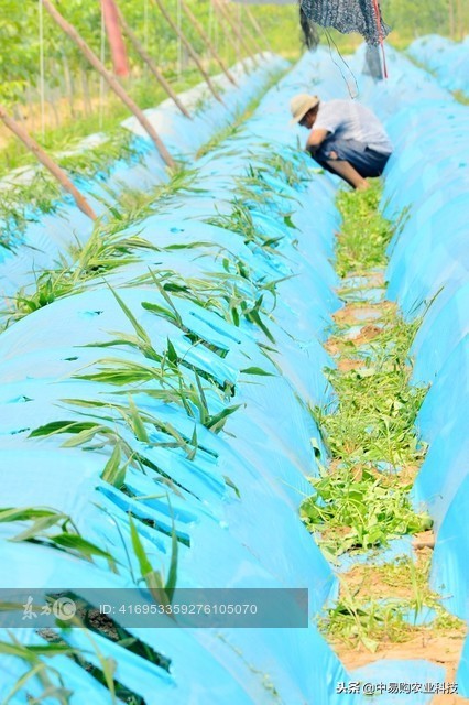 光照与水分对生姜大小的影响,生姜种植出苗后管理方法