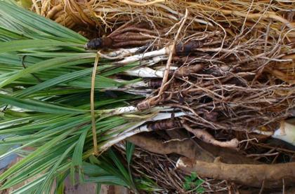 大叶仙茅植物有哪些,仙茅是一种花吗