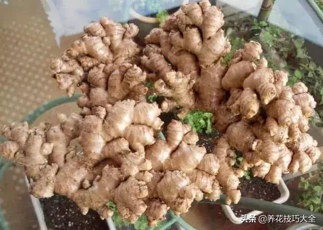 生姜可以直接埋花盆的土里保存吗,生姜在沙里发芽可以直接种植吗