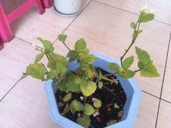 什么花可以放在卧室净化空气,什么花放在卧室可以净化空气