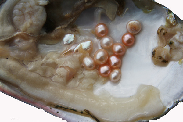 河蚌怎么洗煮才好吃,河蚌怎么弄干净