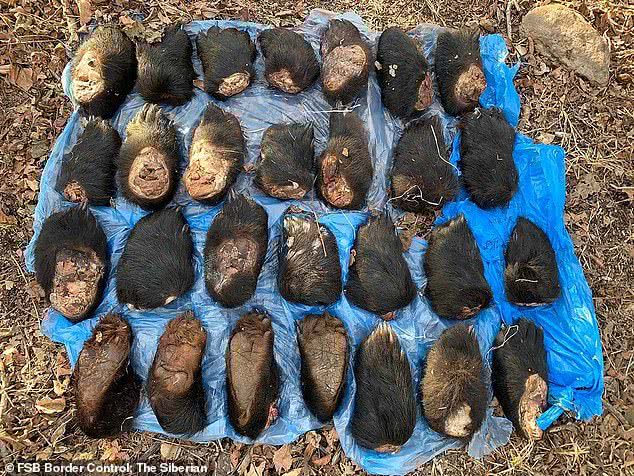 俄罗斯查获熊掌 (俄罗斯查获野生熊掌)