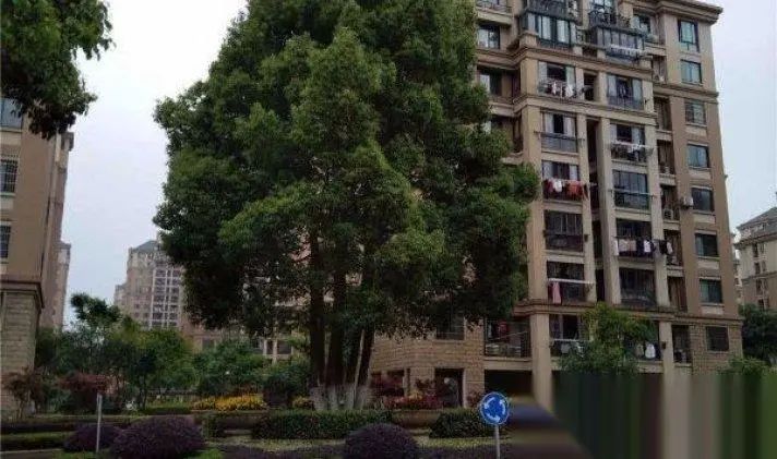 鍐蜂覆鎽嗘憡鍥㈤槦缁勫缓,鍐蜂覆鎽嗘憡