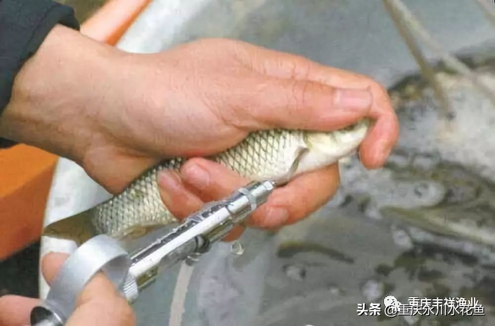 草鱼人工注射疫苗操作的十二要点