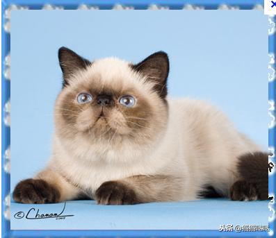 养猫新手买猫注意什么,新手养猫和买猫的注意事项