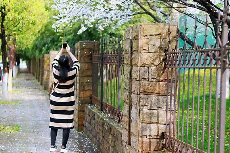 抚州樱花景区,抚州看樱花的地方