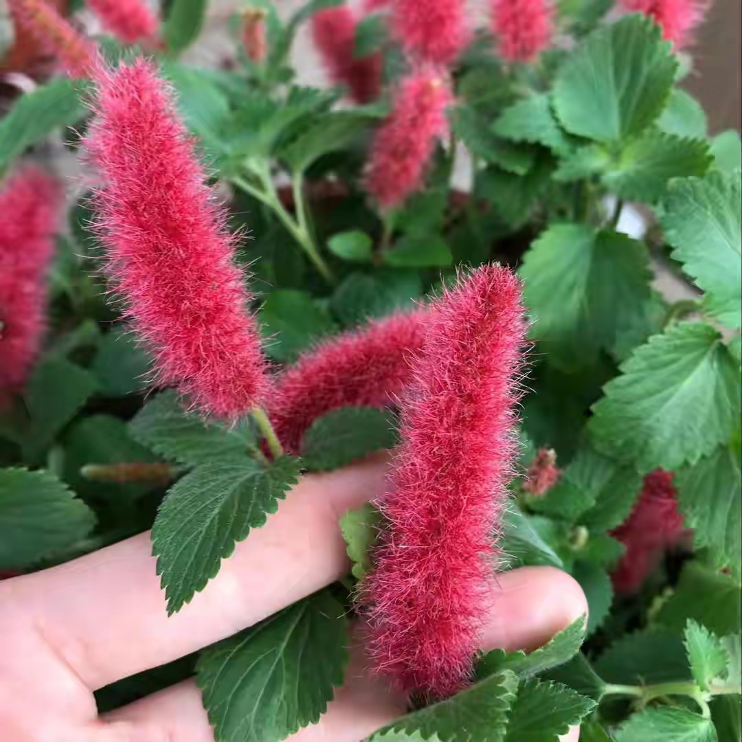 18种院子好看的花儿,18种漂亮的花