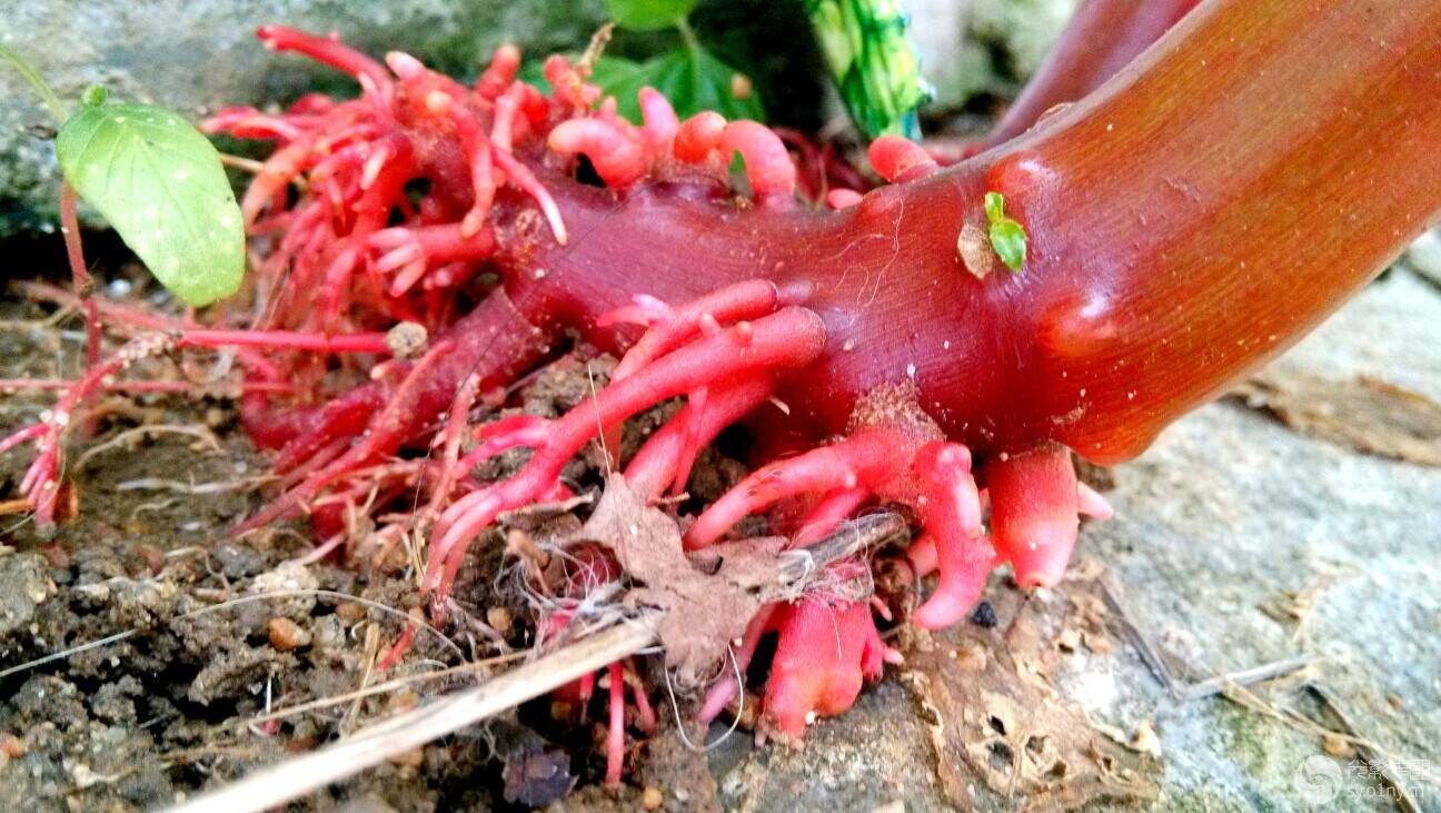 什么植物花能染白头发,纯植物什么花可以染发