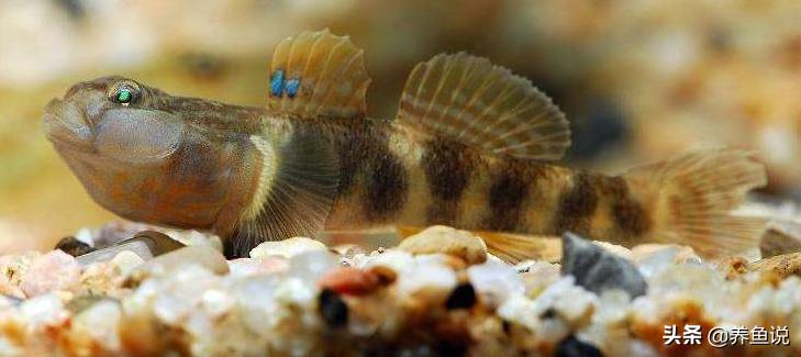 清理鱼缸内污垢的方法,鱼缸脏了怎么办教你几招快速清洗