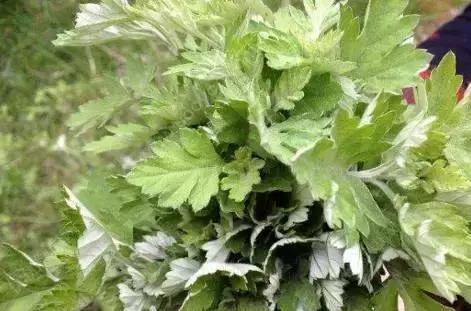 武穴又到挖野菜的时候了,江边好多人都在挖野菜,你吃了吗?
