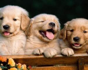 十二生肖的相合与相生怎么记,十二生肖相忌