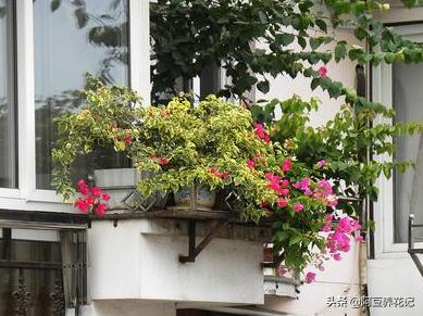 露台养花草种菜,露台种植花草盆栽
