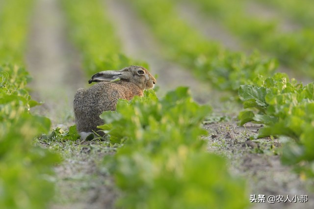种植大豆怎么防止兔子偷吃,野兔吃种的黄豆怎么办