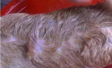 狗狗产后掉毛严重怎么办,狗狗掉毛严重是不是狗粮问题