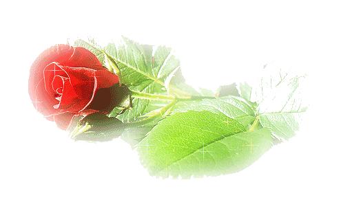 校园|一场创造奇迹的足球赛|张佳慧