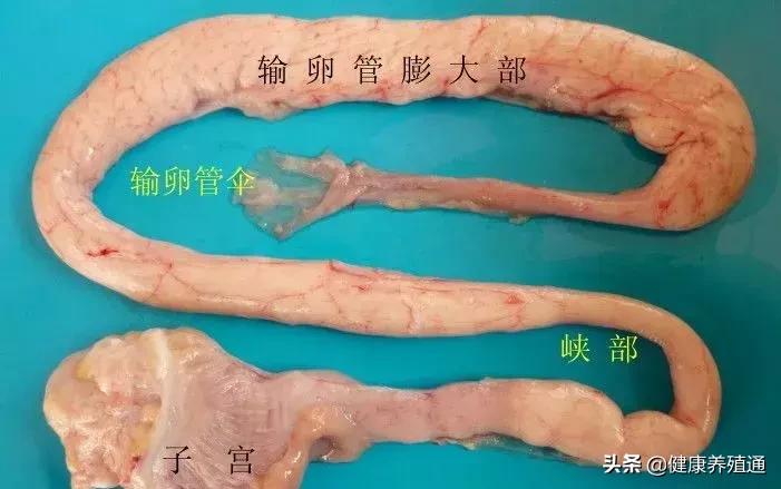 家禽与家禽解剖的不同点,家禽疾病诊断及解剖步骤