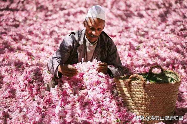 玫瑰精油有什么功效及用法,玫瑰精油有什么作用呢