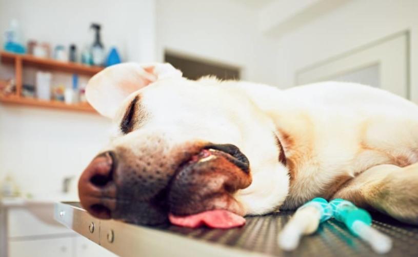 判断狗狗有没有狂犬病的三种方法,狗狗有这几种症状多半是狂犬病