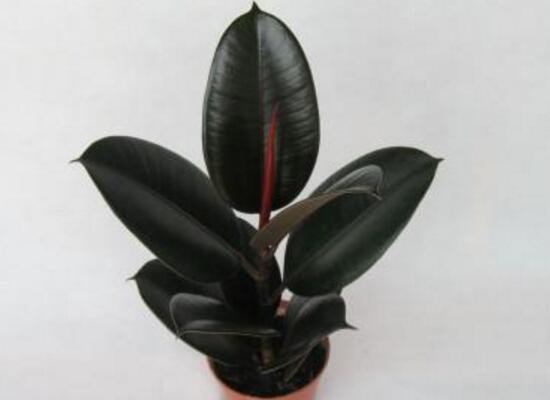 橡皮树烂根什么原因,橡皮树烂根怎么办