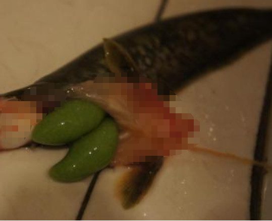 猫咪误食异物怎么处理,猫咪误食硬物怎么办