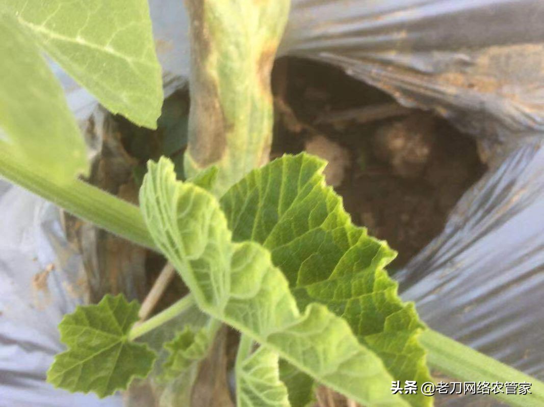 危害大、爆发快、防治难！甜瓜霜霉病防治要科学