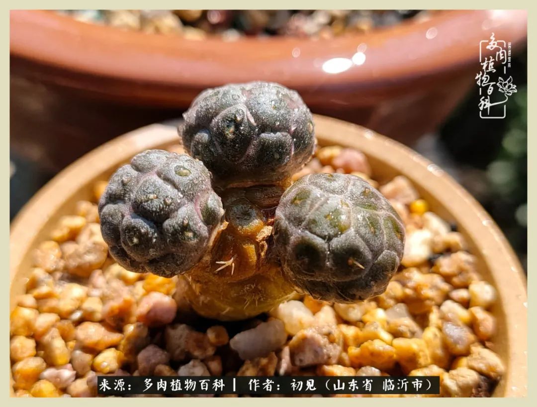 和多肉植物相伴,和多肉相处的心情