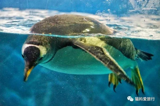 齐河附近带孩子自驾游景点,周边亲子游齐河