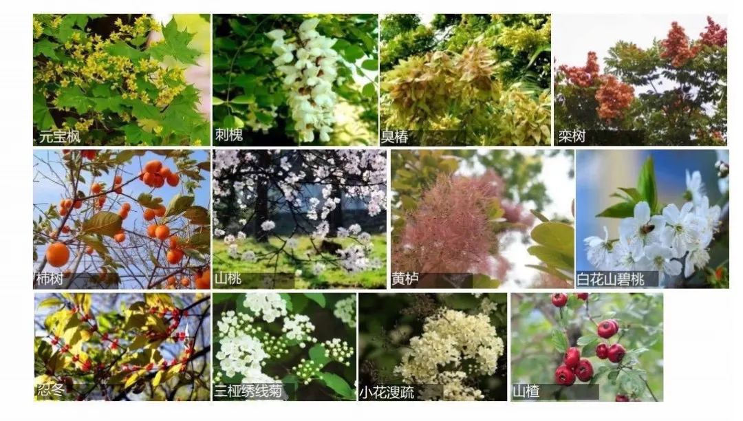 @CBD白领，来遛弯吧！2.5个足球场那么大，就在公司楼下