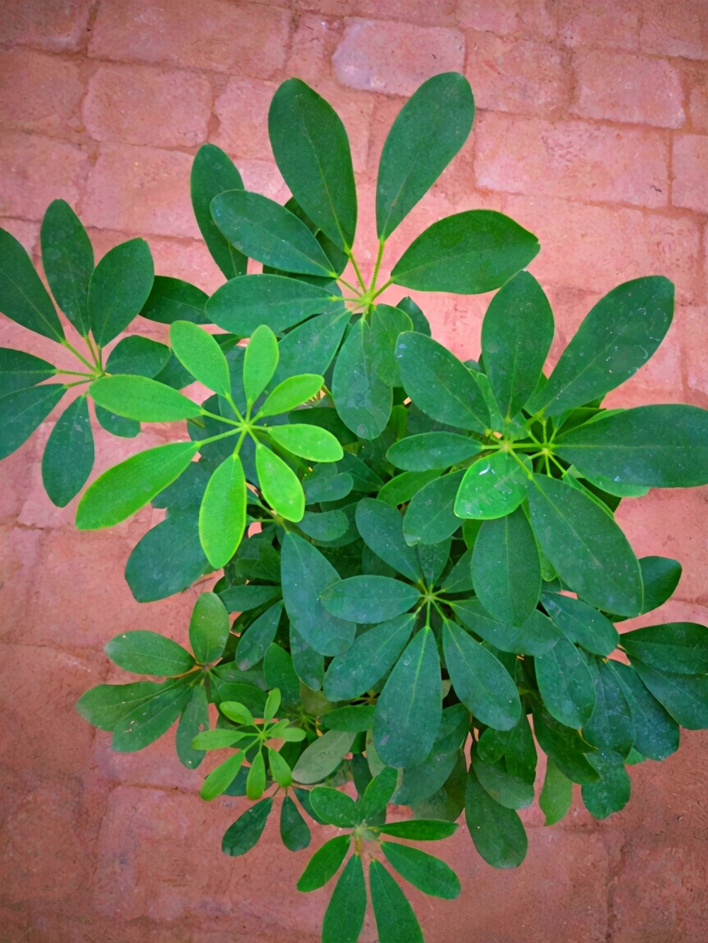 招财树八方来财怎么养,八方来财发财树的养殖方法