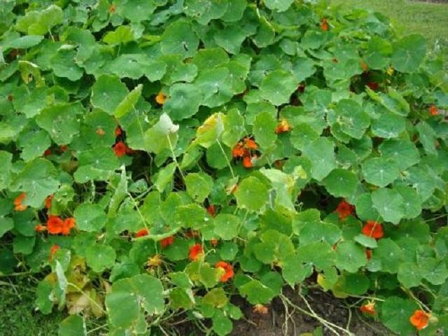 家里阳台适合盆栽的鲜花,适合壁挂的花卉盆栽