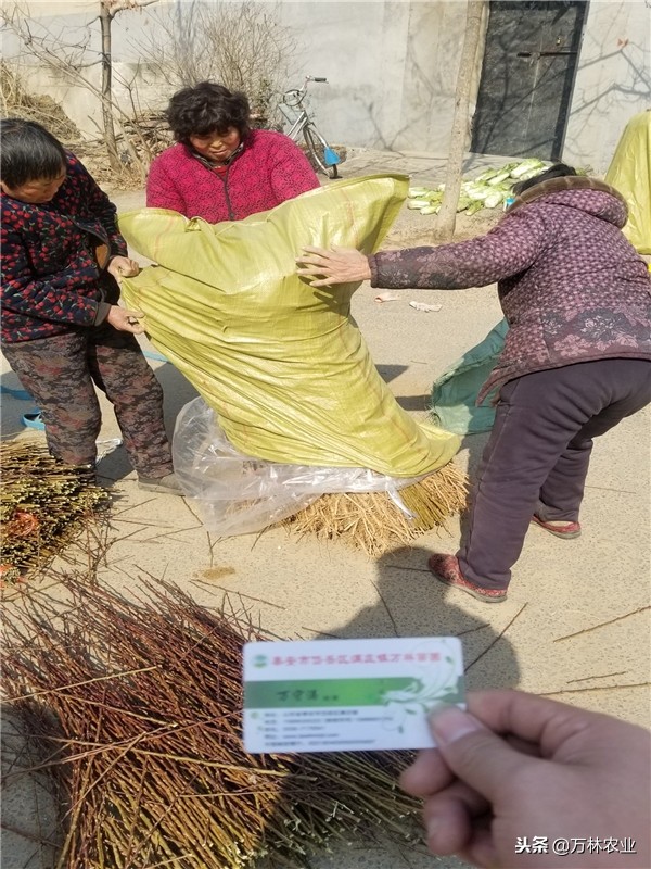 恐龙蛋李子适合哪些地方种植,美国恐龙蛋李子适合什么地方种植