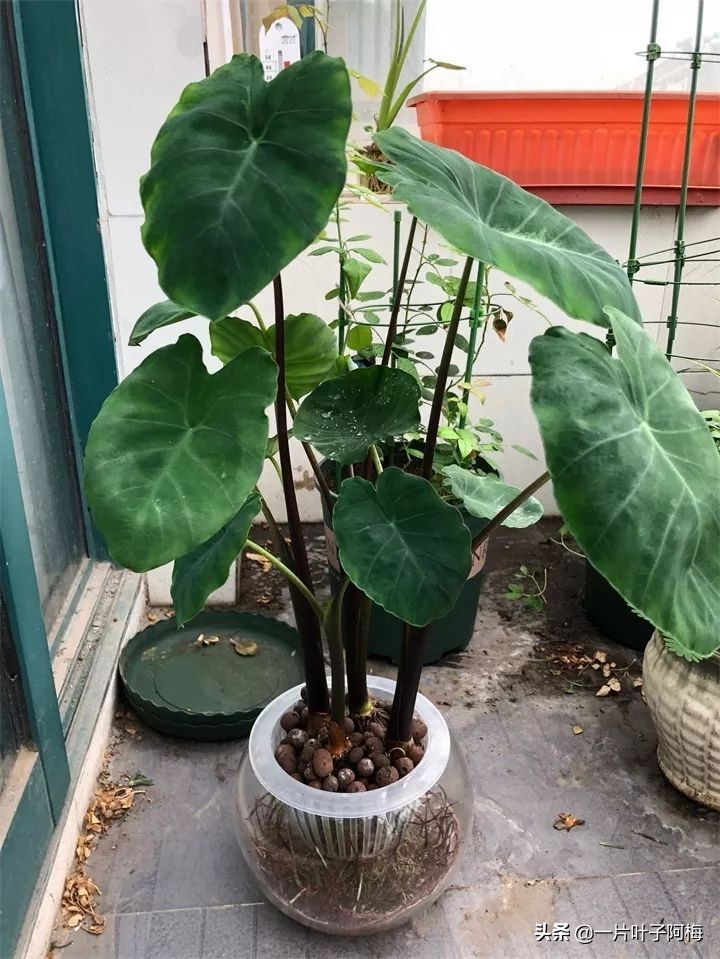 一节山药丢水里，疯狂长藤“冒金豆”，赏叶又吃豆，*管双**齐下