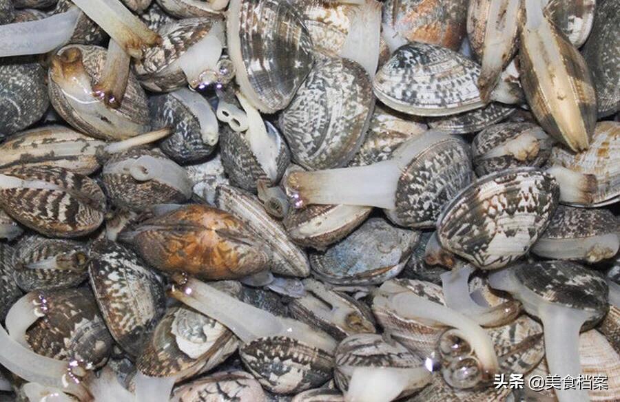 80岁老渔民教你挑选新鲜花蛤的方法和技巧，辨别花蛤死活有诀窍！