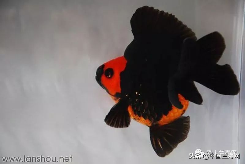 十大最稀有的金鱼品种,比较大的金鱼品种有哪些