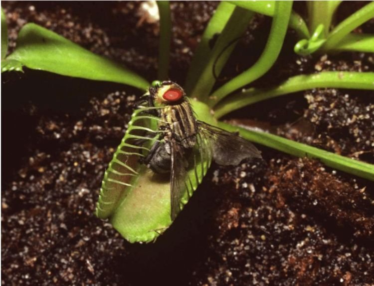 驱蚊草的养殖方法与技巧,养花除虫小妙计视频教程