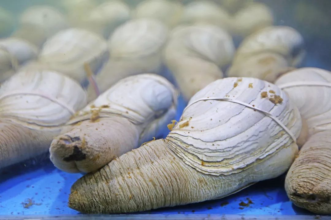 城市酒店好还是民宿好,度假酒店与城市酒店