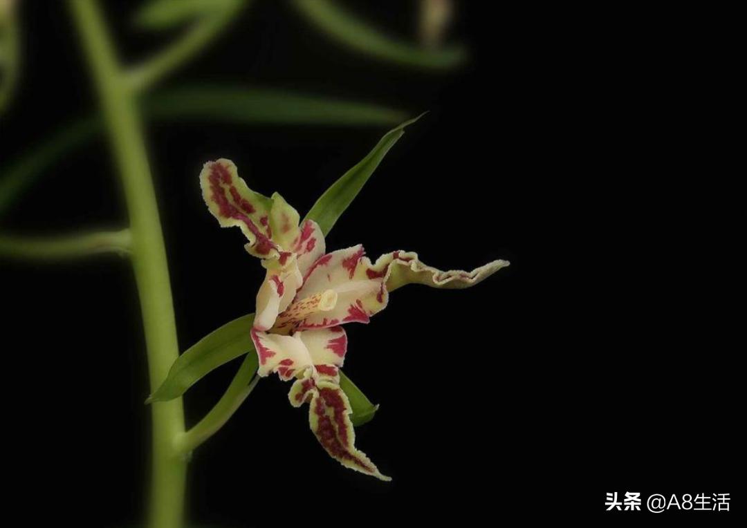 蕙兰兰花品种排名,蕙兰花精品品种