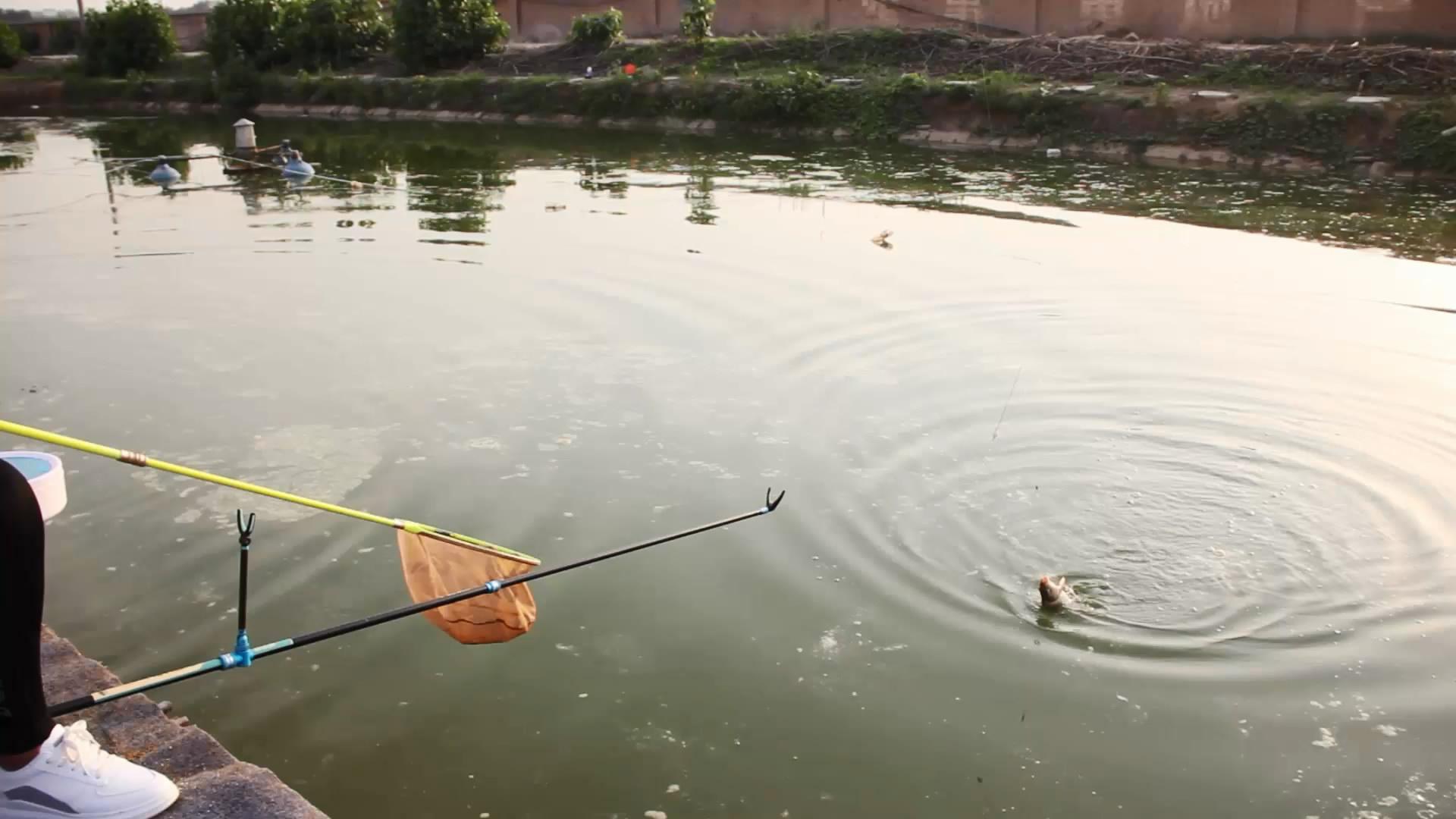 蓝鲫九一八速攻全能腥配比,蓝鲫九一八速攻2号的最好配方